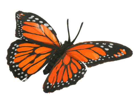 Schmetterling Dekoration