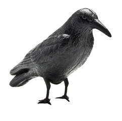 Krähe aus Plastik als Taubenschreck