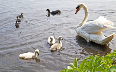 Naklejka premium Schwan und Blesshuhn mit Küken
