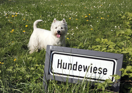ausgewiesene Hundewiese