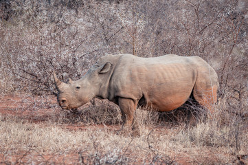Fototapeta premium Nashorn