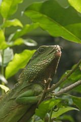 Green Water Dragon (Physignathus cocincinus)