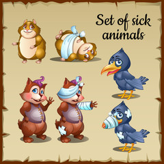 Sick and healthy animals, three different type of animals