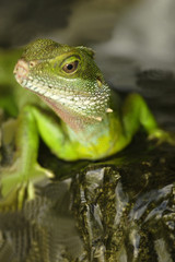 Green Water Dragon (Physignathus cocincinus)