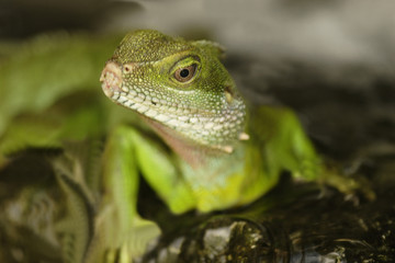 Green Water Dragon (Physignathus cocincinus)