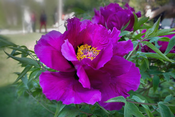 purple flower tree peony among leaves closeup