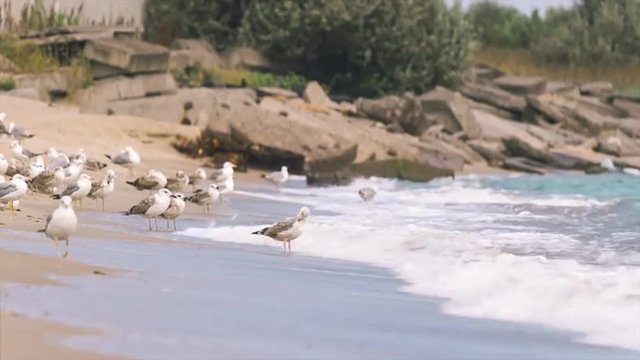 Seagulls standing, walking and running on beach