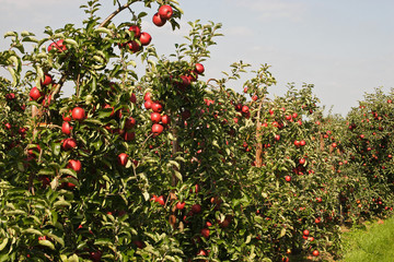  	Apple Trees with fruits, Germany 
