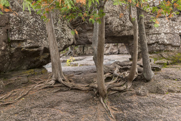 Arch Rock & Trees