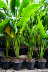 Banana Tree in the vase