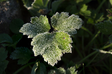 Blatt auf einer Wiese übersät mit kleinen Eiskristallen 