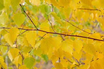 branch birch autumn