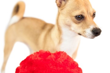 Cute dog with cushion