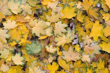 fallen leaves on the ground