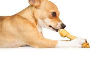 Cute dog chewing bone toy