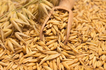 oat grain closeup