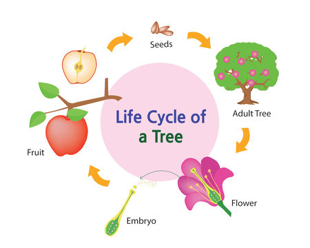 This picture shows the life cycle of a tree.