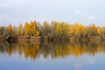 trees by the lake in the fall