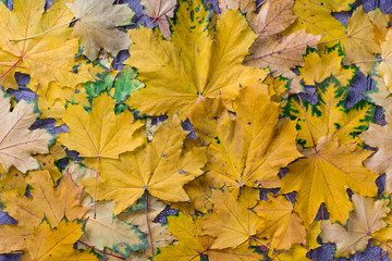 Naklejka na ściany i meble fallen leaves on the ground