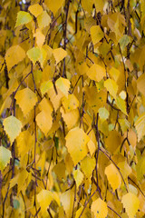 yellow birch leaves