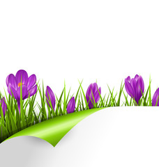 Green grass lawn with violet crocuses and wrapped paper sheet is