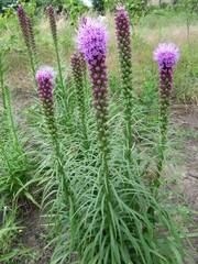 Liatris spicata in a garden