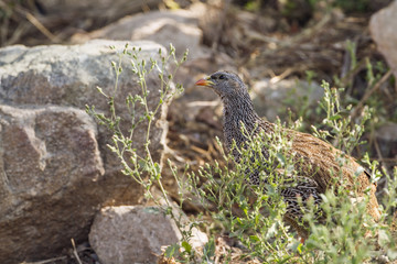 Natal francolin in Kruger National park