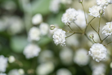 Small white flowers