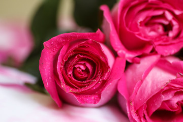 Festive bouquet of crimson roses lying on a light background