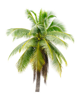 coconut tree on white background