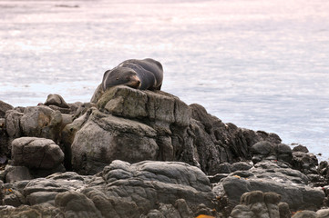 Sleeping fur seal on a rock, Kaikoura, South Island, New Zealand
