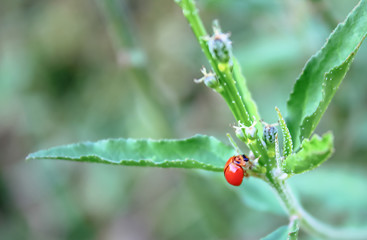 Beetle on grass