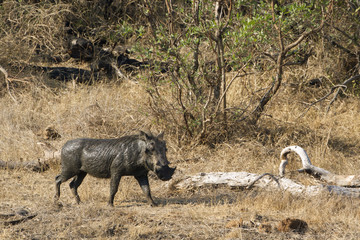 Fototapeta na wymiar common warthog in Kruger National park