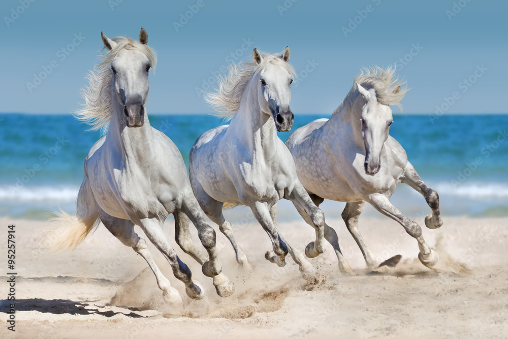 Wall mural horses run along the coast