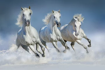 Fototapete Pferde Drei weiße Pferde galoppieren im Schnee