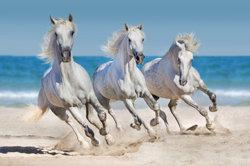 Horses run along the coast - obrazy, fototapety, plakaty