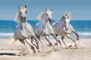 Fotobehang Paard Paarden rennen langs de kust