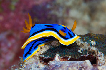 Fototapeta premium Yellow, blue, white, purple and black nudibranch. Underwater pho