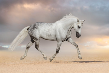 Beautiful grey horse run at sandy field