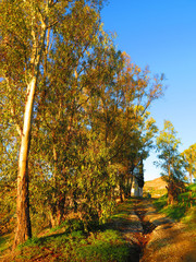 Eucalyptus tree in sunshine
