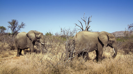 Fototapeta premium African bush elephant in Kruger National park