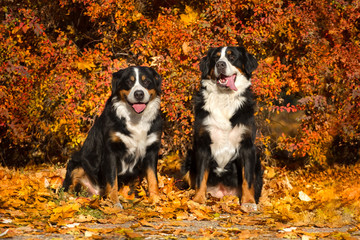 Two bernese dog sit  in orange leaves in park