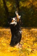 Beautiful bernese mountain dog do perform tricks in autumn park