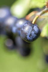 Früchte des Schlehdorn - Prunus spinosa in einer Makroaufnahme