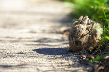 Hase - Jungtier am Straßenrand - Detailaufnahme - Querformat