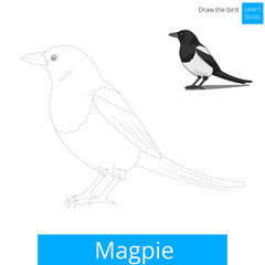 Magpie bird learn to draw vector