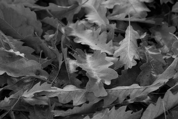 Autumn Leaves in Black and White