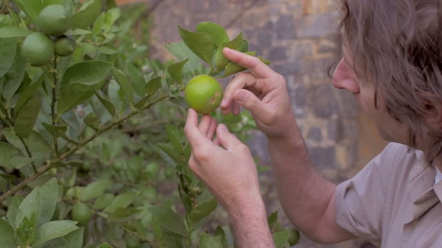 A middle aged man inspects a lime outside on a single lime tree in slow motion with a steadicam.