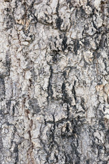 Naklejka premium Bark of Tree