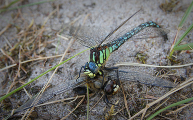 Dragonfly Fight